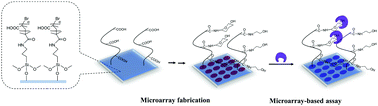Graphical abstract: Carbohydrate microarrays fabricated on poly(2-methylacrylic acid)-based substrates for analysis of carbohydrate–protein interactions