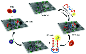 Graphical abstract: Versatile sensing platform of an innovative copper oxide-assisted Cu-phenolic coordination nanosheet-mediated fluorophore-tagged GT-rich SSA-based fluorescence ON–OFF biosensor for the subsequent detection of Cd2+ and S2− ions