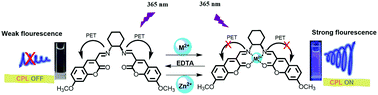 Graphical abstract: Non-salen coumarin Schiff base chiral fluorescent probe turn on circularly polarized luminescence by Mg2+ and Zn2+