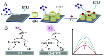 Graphical abstract: Electrogenerated chemiluminescence sensor for silver ions based on their coordination interaction with cucurbit[6]uril