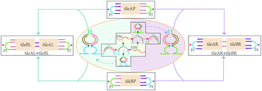 Graphical abstract: A novel strategy for programmable DNA tile self-assembly with a DNAzyme-mediated DNA cross circuit