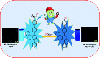 Graphical abstract: A phenanthridine-based probe for selective detection of hypochlorite ions