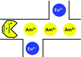 Graphical abstract: Preorganization of N,O-hybrid phosphine oxide chelators for effective extraction of trivalent Am/Eu ions – a computational study