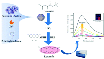 Graphical abstract: Nanoreactor of sarcosine oxidase-embedded ZIFs activates fluorescent response for diagnosis of prostate cancer