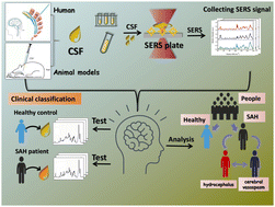 Graphical abstract: Application of surface-enhanced Raman spectroscopy as a diagnostic system for the highly sensitive monitoring of the evolution of subarachnoid hemorrhage-induced complications