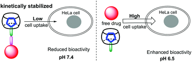 Graphical abstract: Supramolecular complexation with kinetic stabilization: cucurbit[6]uril encapsulated doxorubicin-based prodrugs for pH-responsive controlled release