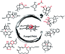 Graphical abstract: Cytochrome P450 enzymes in fungal natural product biosynthesis