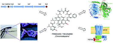 Graphical abstract: The chromodepsins – chemistry, biology and biosynthesis of a selective Gq inhibitor natural product family