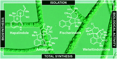 Graphical abstract: Recent advances in hapalindole-type cyanobacterial alkaloids: biosynthesis, synthesis, and biological activity