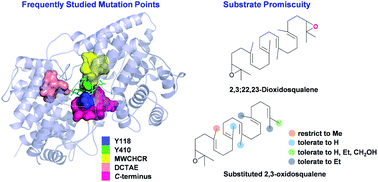 Graphical abstract: Site-directed mutagenesis and substrate compatibility to reveal the structure–function relationships of plant oxidosqualene cyclases