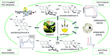 Graphical abstract: N,C-Coupled naphthylisoquinoline alkaloids: a versatile new class of axially chiral natural products