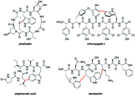 Graphical abstract: The tryptophan connection: cyclic peptide natural products linked via the tryptophan side chain