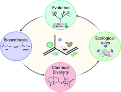 Graphical abstract: Biosynthesis, evolution and ecology of microbial terpenoids