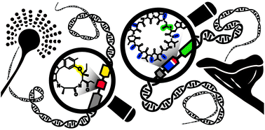 Graphical abstract: Out for a RiPP: challenges and advances in genome mining of ribosomal peptides from fungi