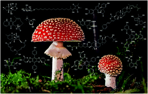 Graphical abstract: Non-peptide secondary metabolites from poisonous mushrooms: overview of chemistry, bioactivity, and biosynthesis