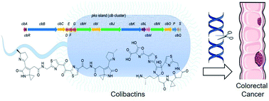 Graphical abstract: Biosynthesis and bioactivities of microbial genotoxin colibactins