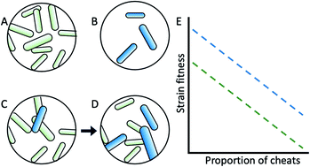 Graphical abstract: Challenges and opportunities for cheat therapy in the control of bacterial infections