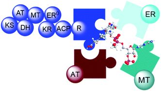 Graphical abstract: Biosynthesis of fungal polyketides by collaborating and trans-acting enzymes