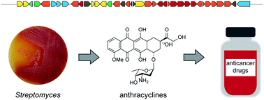 Graphical abstract: Anthracyclines: biosynthesis, engineering and clinical applications