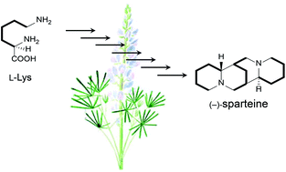Graphical abstract: Biosynthesis of quinolizidine alkaloids in lupins: mechanistic considerations and prospects for pathway elucidation