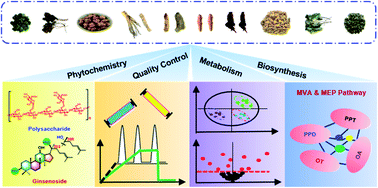 Graphical abstract: Advances and challenges in ginseng research from 2011 to 2020: the phytochemistry, quality control, metabolism, and biosynthesis