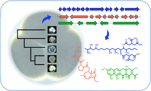 Graphical abstract: Current status of secondary metabolite pathways linked to their related biosynthetic gene clusters in Aspergillus section Nigri