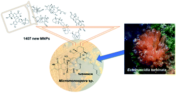 Graphical abstract: Marine natural products