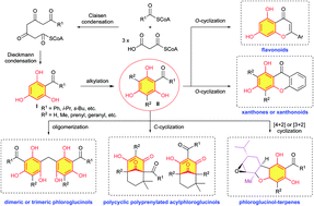 Graphical abstract: Recent advances in the synthesis of natural products containing the phloroglucinol motif