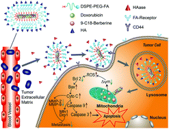 Graphical abstract: Self-assembled nanomedicine combining a berberine derivative and doxorubicin for enhanced antitumor and antimetastatic efficacy via mitochondrial pathways