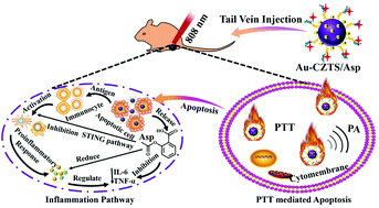 Graphical abstract: Rational design of a prodrug to inhibit self-inflammation for cancer treatment