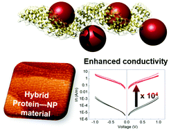 Graphical abstract: Engineering conductive protein films through nanoscale self-assembly and gold nanoparticles doping