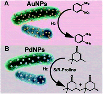 Graphical abstract: Catalytic asymmetric hydrogenation reaction by in situ formed ultra-fine metal nanoparticles in live thermophilic hydrogen-producing bacteria