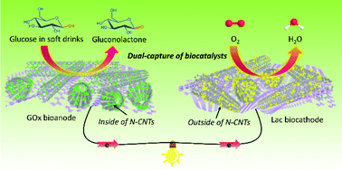 Graphical abstract: Rational design of N-doped CNTs@C3N4 network for dual-capture of biocatalysts in enzymatic glucose/O2 biofuel cells