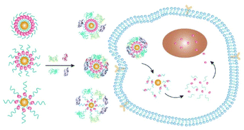 Graphical abstract: Protein corona-guided tumor targeting therapy via the surface modulation of low molecular weight PEG