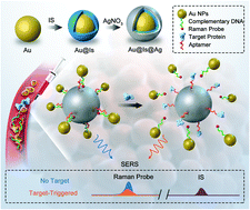 Graphical abstract: A target-triggered and self-calibration aptasensor based on SERS for precise detection of a prostate cancer biomarker in human blood