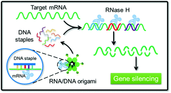 Graphical abstract: An RNA/DNA hybrid origami-based nanoplatform for efficient gene therapy