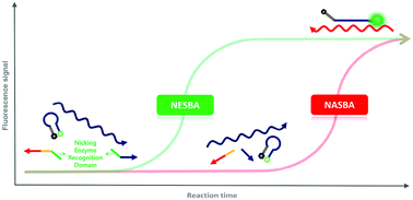 Graphical abstract: Ultrasensitive version of nucleic acid sequence-based amplification (NASBA) utilizing a nicking and extension chain reaction system