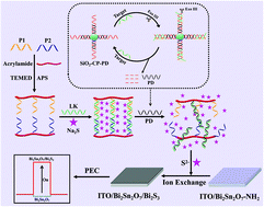 Graphical abstract: Target-switchable DNA hydrogels coupled with a Bi2Sn2O7/Bi2S3 heterojunction based on in situ anion exchange for the “signal-on” photoelectrochemical detection of DNA