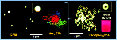 Graphical abstract: Gold cluster-loaded dendritic nanosilica: single particle luminescence and catalytic properties in the bulk