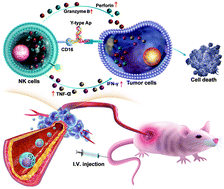 Graphical abstract: Redirecting natural killer cells to potentiate adoptive immunotherapy in solid tumors through stabilized Y-type bispecific aptamer