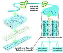 Graphical abstract: Anisotropic bacterial cellulose hydrogels with tunable high mechanical performances, non-swelling and bionic nanofluidic ion transmission behavior