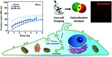 Graphical abstract: Imaging of nanoparticle uptake and kinetics of intracellular trafficking in individual cells