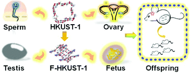 Graphical abstract: Gender-dependent reproductive toxicity of copper metal–organic frameworks and attenuation by surface modification