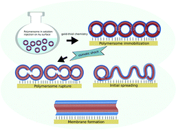 Graphical abstract: From spherical compartments to polymer films: exploiting vesicle fusion to generate solid supported thin polymer membranes