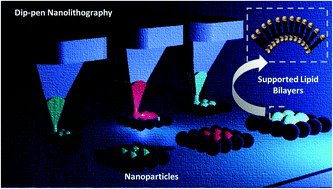Graphical abstract: A multiplexed phospholipid membrane platform for curvature sensitive protein screening