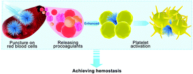 Graphical abstract: Chestnut-like macro-acanthosphere triggered hemostasis: a featured mechanism based on puncturing red blood cells
