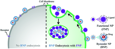Graphical abstract: Membrane-curvature-mediated co-endocytosis of bystander and functional nanoparticles