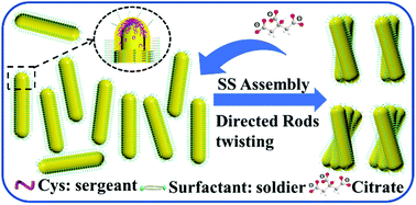 Graphical abstract: Constructing chiral gold nanorod oligomers using a spatially separated sergeants-and-soldiers effect