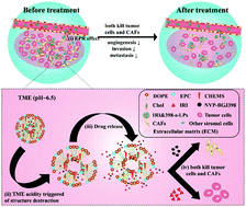 Graphical abstract: Acidic tumor microenvironment-sensitive liposomes enhance colorectal cancer therapy by acting on both tumor cells and cancer-associated fibroblasts