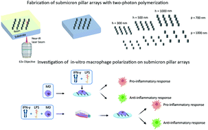 Graphical abstract: 3D printed submicron patterns orchestrate the response of macrophages